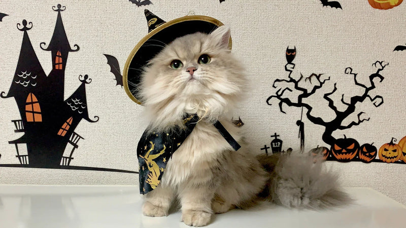 How to Choose the Perfect Accessories for Your Pet (Dog or Cat)