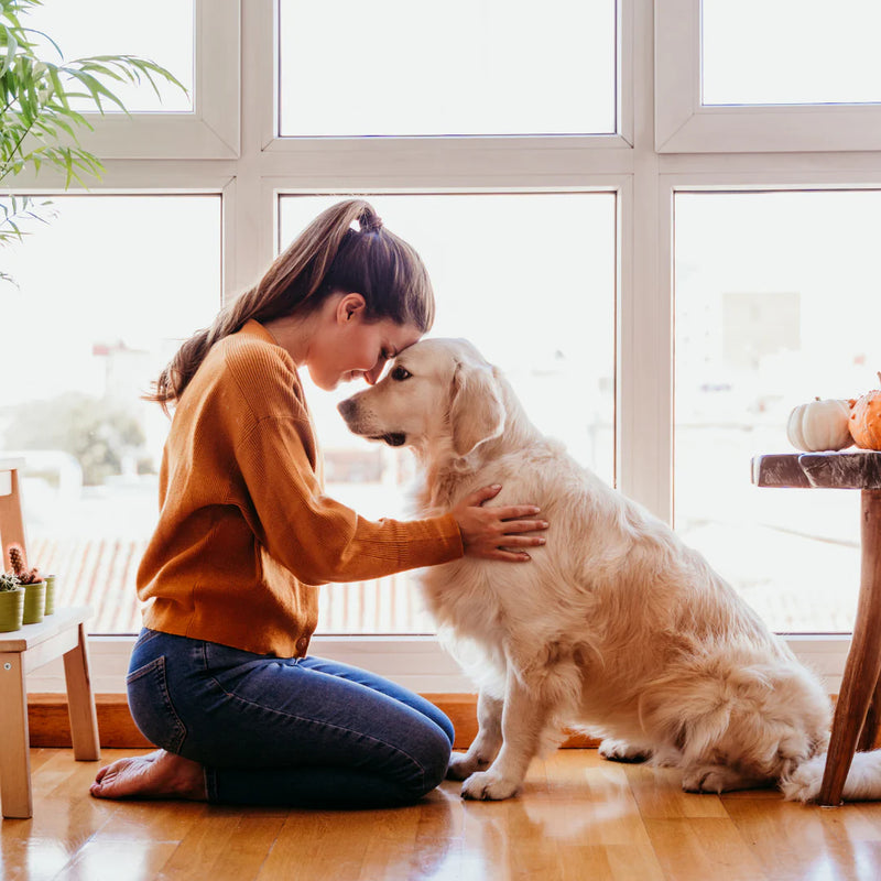 How the Right Pet Accessories Improve Your Pet’s Life
