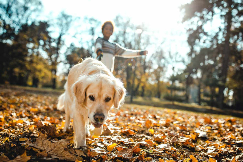 The Ultimate Guide for New Pet Owners