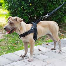 Why Quality Dog Accessories Matter More Than You Think