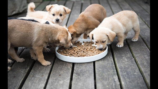 Pet Treats