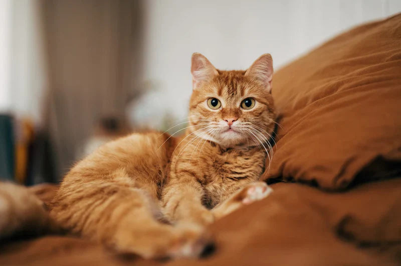 Cats