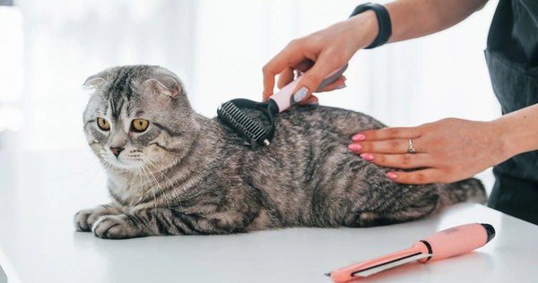Beauty & Grooming Supplies