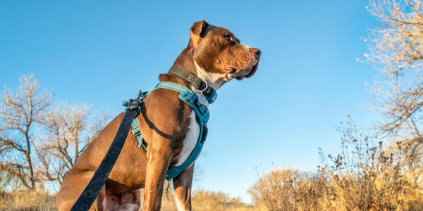 Leashes/Harness/Collars