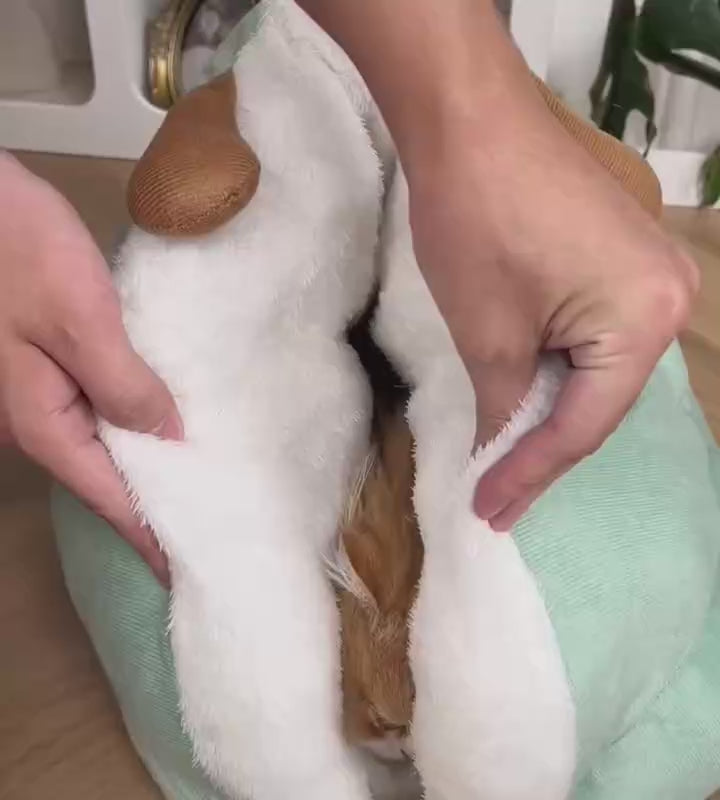Paw-some Videos