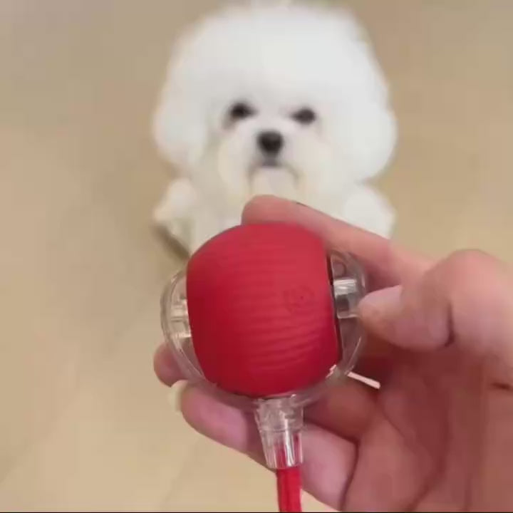 Paw-some Videos